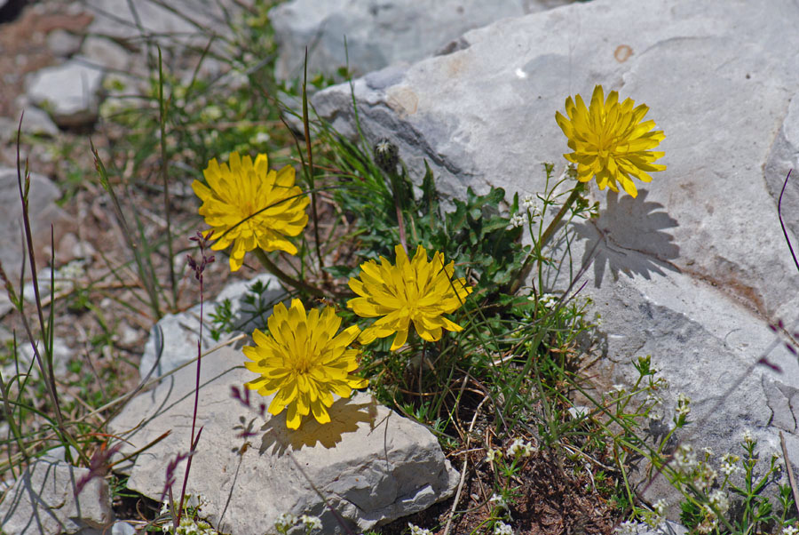 pianta da id. - Leontodon hispidus ?